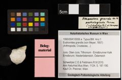 Foto (Objekt + Etiketten) von Eodromites grandis (von Meyer, 1857) (NHMW-GEO-1990-0041-0006a)